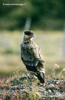 Caracara 33-28-03